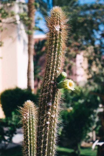 晴れた日に白い花を持つ長いサボテンの植物 — ストック写真