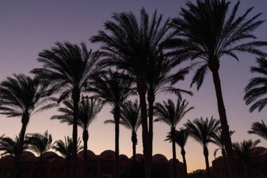 Gün batımında yuvarlak çatılı palmiye ağaçları ve binaların siluetleri