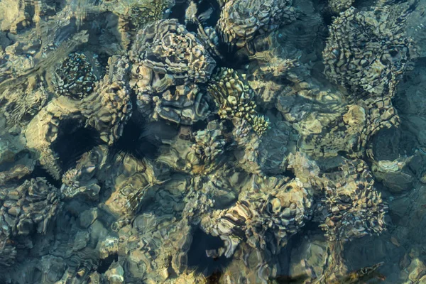 Korály Pod Vlnami Vodě Červeném Moři Pohled Shora — Stock fotografie