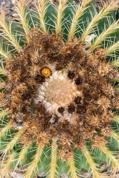 Riesiger Runder Stacheliger Kaktus Mit Gelben Blüten Nahaufnahme — Stockfoto