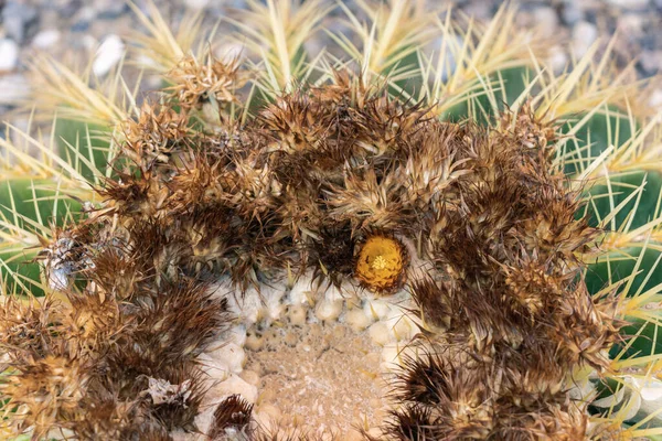 Riesiger Runder Stacheliger Kaktus Mit Gelben Blüten Nahaufnahme — Stockfoto