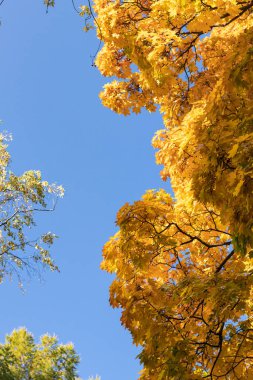 Sonbahar mavi gökyüzüne ve altın yapraklarla taç takan ağaçlara bak.