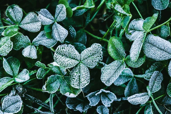 Den Första Frost Täckt Grönt Gräs Gräsmattan Och Klöver Blad — Stockfoto