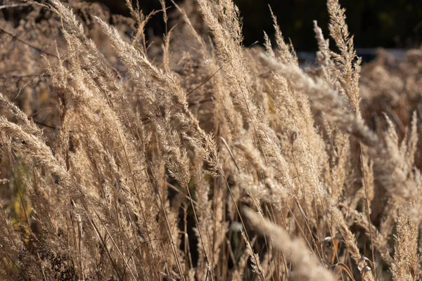 Dry Panicles Miscanthus Sway Wind Autunm Sunny Day — Stock fotografie