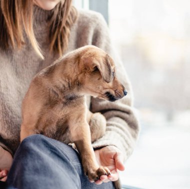 Melez bir köpek yavrusu sahibinin kollarında pencerenin yanında oturur ve camdan bakar.