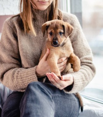 Melez bir köpek yavrusu sahibinin kollarında pencere kenarında oturur.