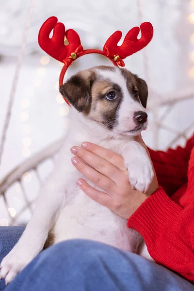 Owner Put Red Reindeer Horns New Year Holiday Mongrel Puppy — 图库照片