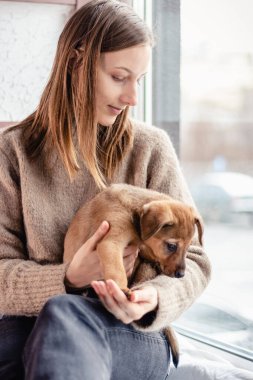 Melez bir köpek yavrusu sahibinin kollarında pencere kenarında oturur.