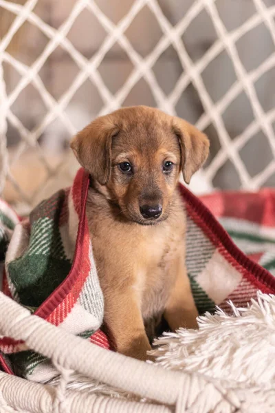 小さな茶色の悲しい子犬は 赤緑の毛布で覆われて座っている — ストック写真