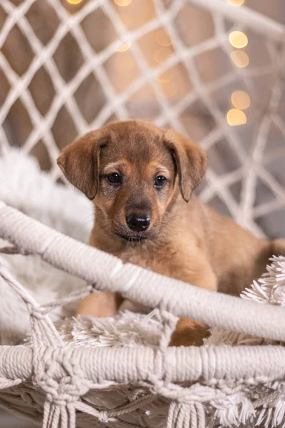 Brauner Mischlingshund Liegt Weidenstuhl Und Blickt Mit Traurigen Augen — Stockfoto
