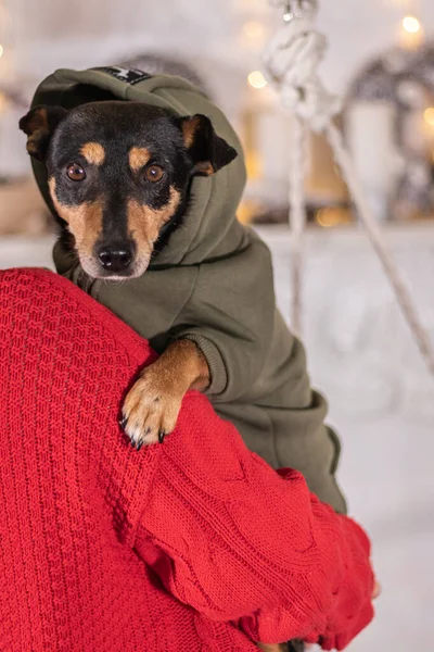 A black dog in overalls peeks over the shoulder of the owner in a red sweater