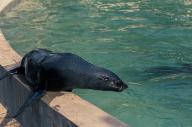 Güneşli bir günde siyah bir fok havuzun kenarında oturur.