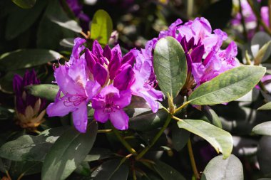 Güneşli havalarda yeşil yaprakların arasında toplanan mor rhododendron çiçekleri