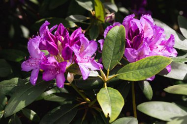 Güneşli havalarda yeşil yaprakların arasında toplanan mor rhododendron çiçekleri