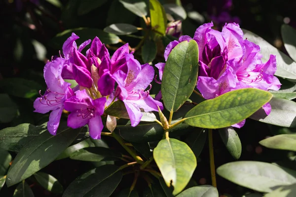 Purple buds of rhododendron flowers among green leaves in sunny weather