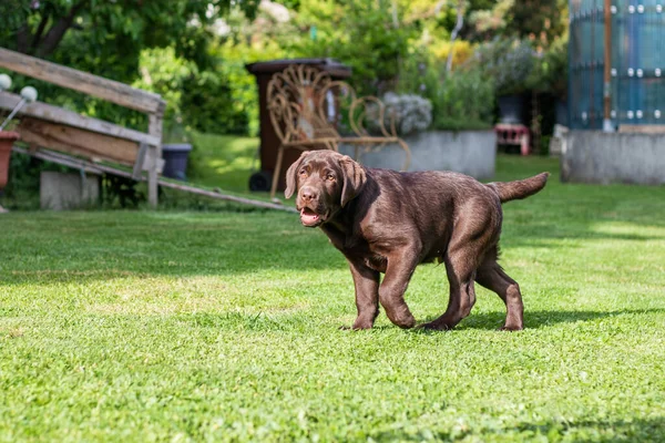 Chocolate Labrador Retriever Puppy Running Green Grass — Stockfoto