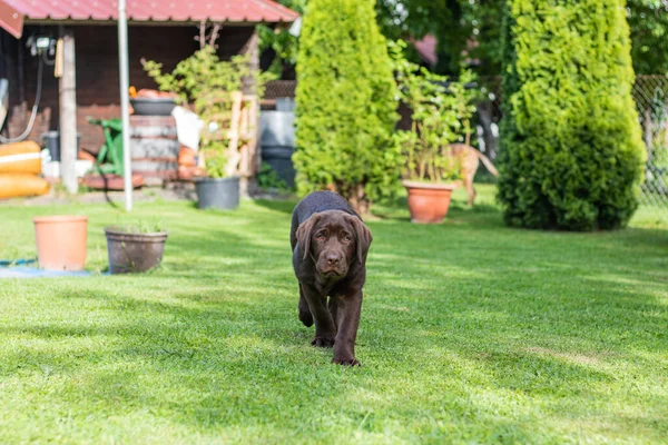 Chocolate labrador retriever puppy walking on green grass