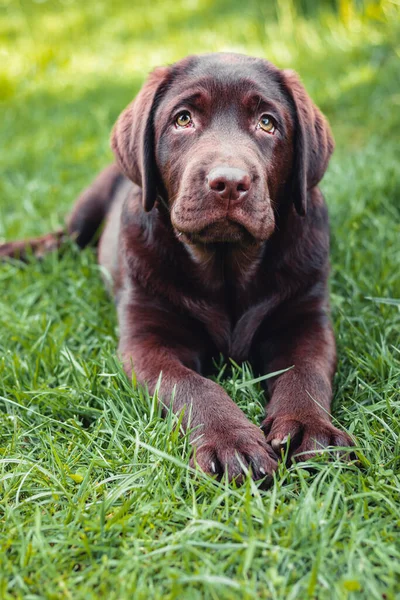Chocolate Labrador Retriever Puppy Resting Lying Green Grass — Zdjęcie stockowe
