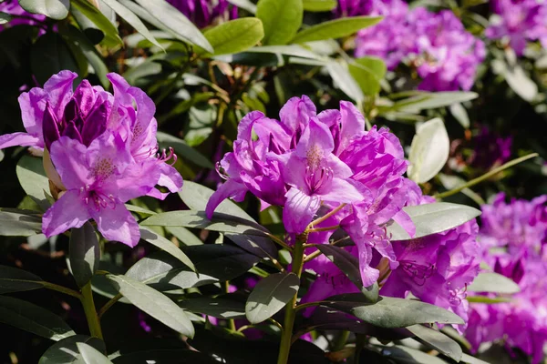 Purple buds of rhododendron flowers among green leaves in sunny weather