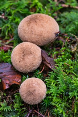 Lycoperdon perlatum ormanda yosun ve liken arasında büyüyen genç beyaz bir mantar.