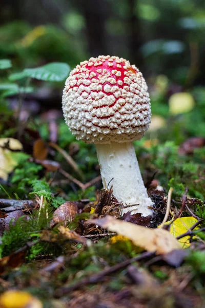 Amanita Muscaria Red Mushroom White Dots Its Cap Grows Trunk — Stock Photo, Image