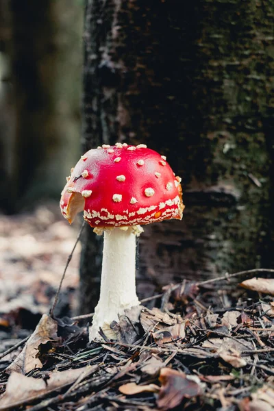 Amanita Muscaria Hongo Rojo Con Puntos Blancos Gorra Crece Cerca —  Fotos de Stock