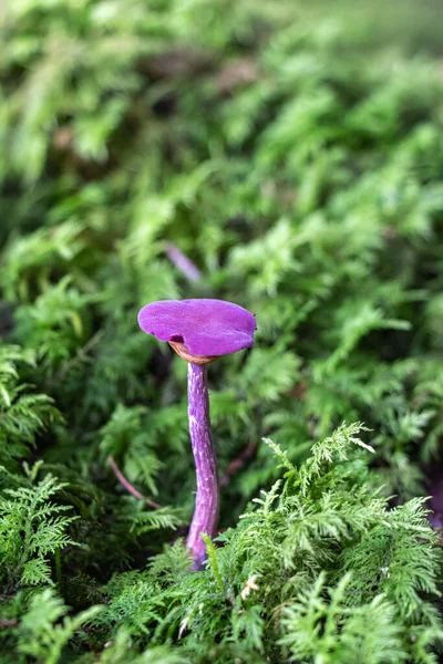 Laccaria Amethystina Pequeño Hongo Púrpura Crece Entre Matorrales Musgo Otoño —  Fotos de Stock