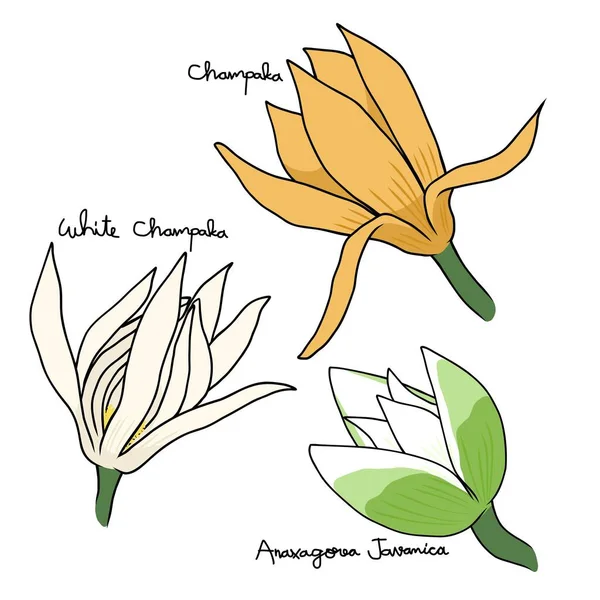 Тип Квітки Шампака Векторні Ілюстрації — стоковий вектор