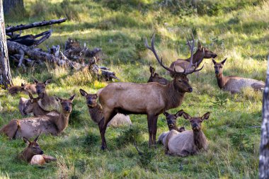 Geyik erkek geyik, çiftleşme mevsiminde çalılıklarda dişi sürüsünü koruyor. Çevrelerinde ağaçlar ve otlar ve yaşam alanları var..