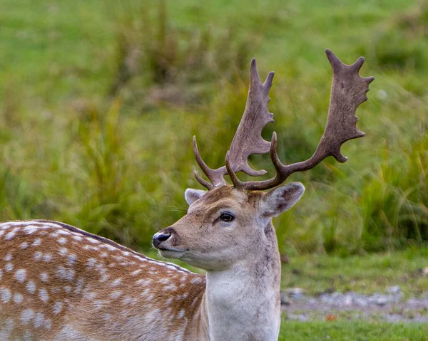 Hertenkop Geschoten Van Dichtbij Profiel Zicht Het Veld Met Wazige — Stockfoto