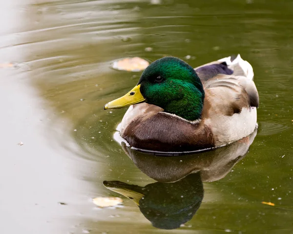 Bebek Mallard Berenang Dengan Pantulan Kepala Dalam Air Lingkungannya Dan — Stok Foto