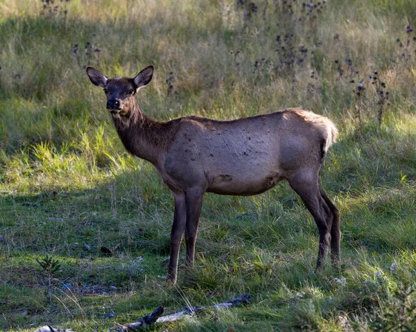 Älg Hona Stående Och Tittar Kameran Fält Med Lövverk Med — Stockfoto