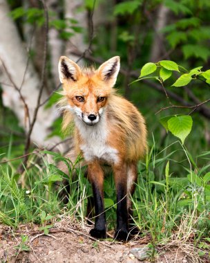 Kırmızı tilki profil görüntüsü bulanık bir orman ve huş ağacı arka planına sahip kameraya bakıyor ve çevresinin ve yaşam alanının tadını çıkarıyor. Fox Image 'da. Görüntü. Portre. Fotoğraf..