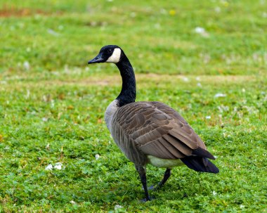 Kanadalı kazlar arka planda ve ön planda çimen bulunan bir alanda yakın plan profil görüntüsü, kahverengi tüy tüyleri, yaşam alanı ve ortamında kahverengi vücut, sol tarafa bakıyor