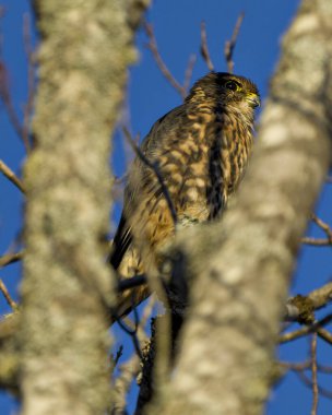 Şahin, çevresindeki mavi gökyüzü arka planına ve kahverengi tüy tüylerini gösteren yaşam alanına sahip bir ağaca tünemiş ve güneş ışığında banyo yapıyordu..