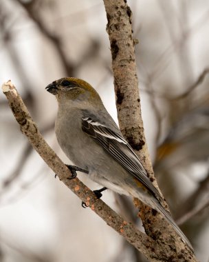 Pine Grosgaga 'nın yakın plan profil görüntüsü, çevresi ve doğal ortamında bulanık bir arka plana sahip. Görüntü. Görüntü. Portre. Fotoğraf..
