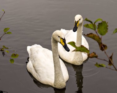 Tundra Kuğu çifti, çevrelerinde dalları ve yaşam alanları ile yan yana yüzüyor, Kuğu Stoku Fotoğrafı ve Görüntü.