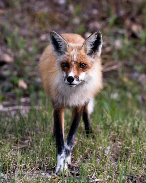 在春季的时候 红狐在它的环境和栖息地有着模糊的背景和镜头 福克斯形象 — 图库照片