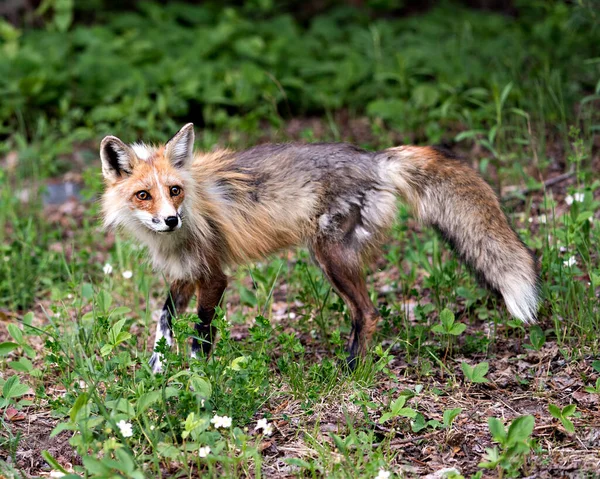 红狐侧观 叶背和前景显示浓密的尾巴 春季毛皮在其环境和栖息地 福克斯形象 — 图库照片