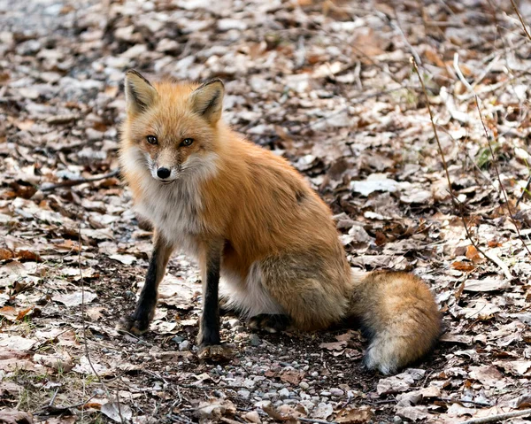 Renard Roux Assis Sur Fond Feuilles Brunes Printemps Montrant Queue — Photo