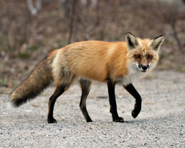 Red Fox Close Προβολή Προφίλ Την Άνοιξη Θολή Φόντο Στο — Φωτογραφία Αρχείου