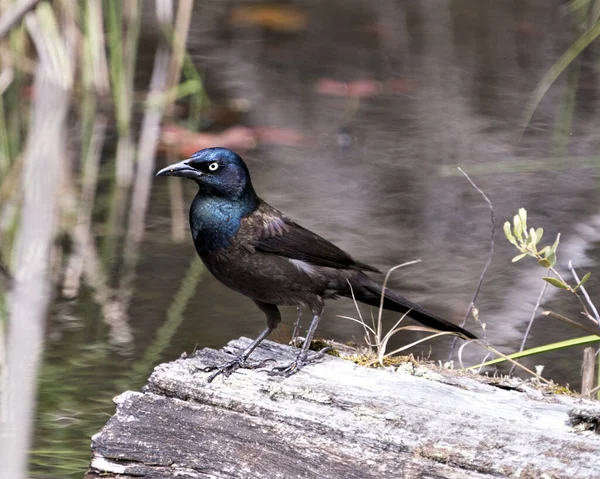 Tüylerini Gagasını Doğal Ortamını Gösteren Suyun Yakınındaki Grackle Kuşunun Ortak — Stok fotoğraf