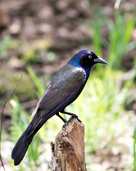 Common Grackle Bird Perched Blur Background Forest Its Habitat Environment — Stock Photo, Image