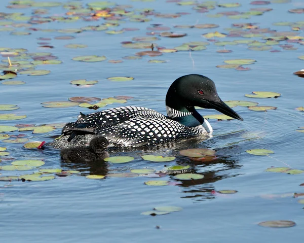 Dalgıç Kuşu Yavru Kuş Gölette Yüzüyor Çevrelerinde Nilüfer Yaprakları Doğal — Stok fotoğraf