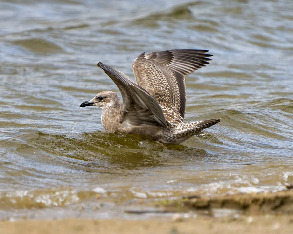 Gabbiano Primo Piano Profilo Vista Acqua Con Ali Spiegate Spruzzi — Foto Stock