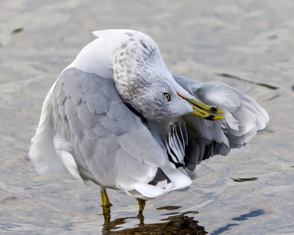 갈매기의 속에서 날개를 청소하는 서식지에 아름다운 깃털을 전시하는 — 스톡 사진