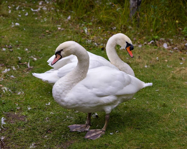 Mute Swan Par Fältet Visar Vit Ängel Fjäderdräkt Sin Omgivning — Stockfoto