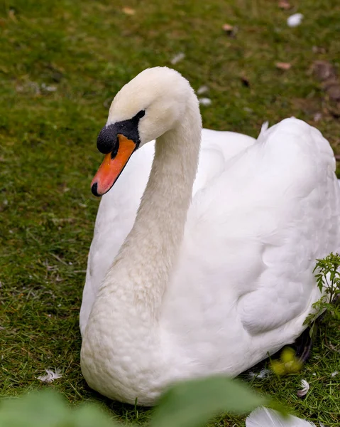 Swan Close Vista Perfil Descansando Grama Exibindo Asas Anjo Branco — Fotografia de Stock