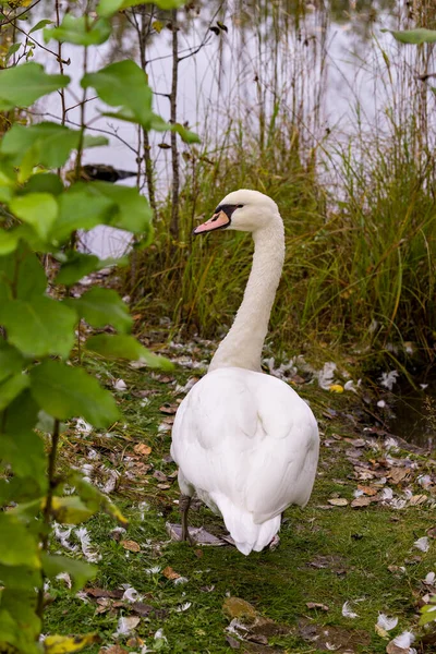 Mute Swan Promenader Vid Vattnet Med Bakre Och Visar Vit — Stockfoto