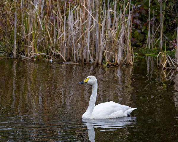 Tundra Swan Natação Com Fundo Borrão Exibindo Plumagem Anjo Branco — Fotografia de Stock